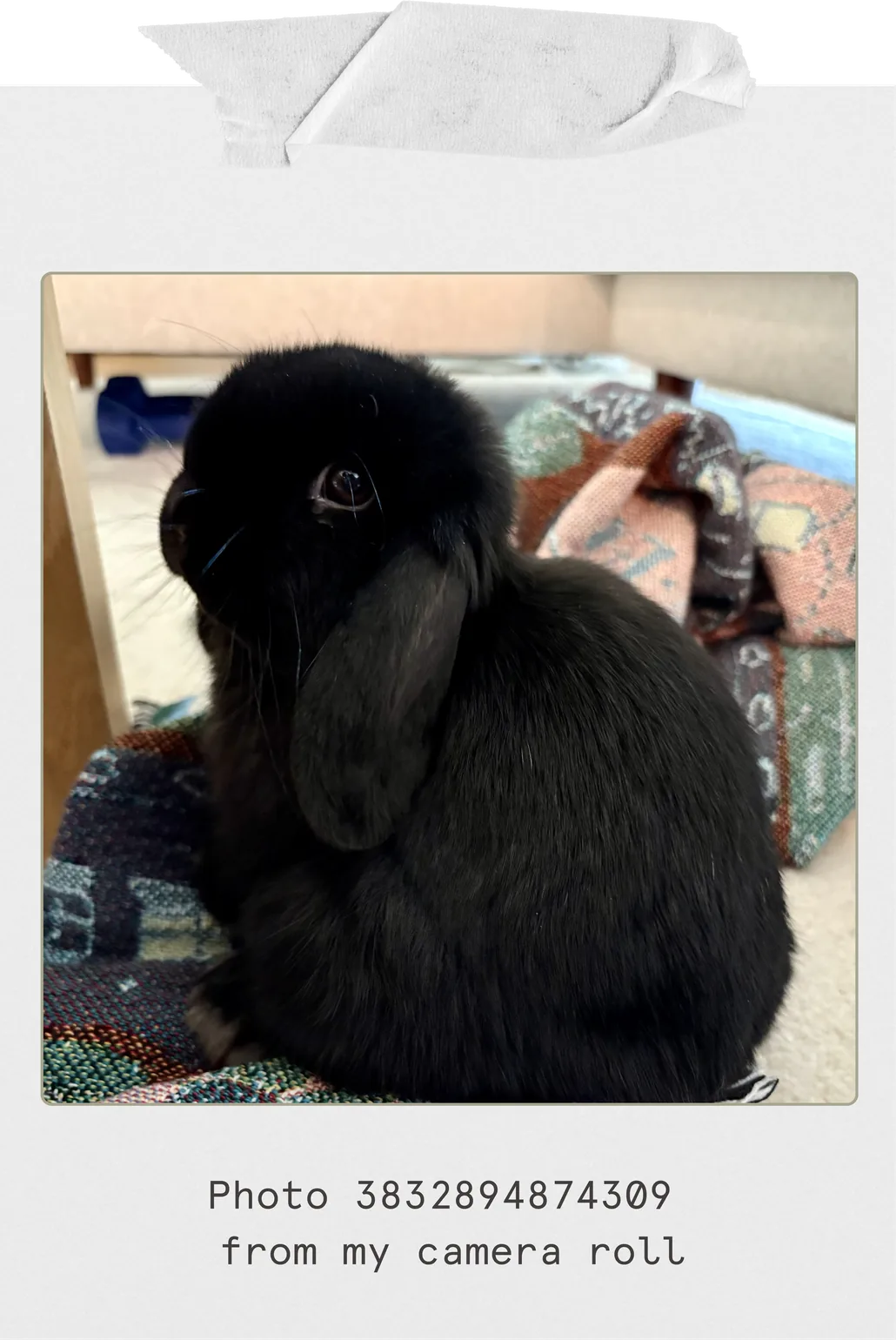 A polaroid of Calcifer the rabbit