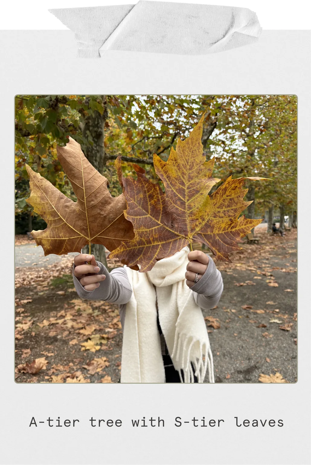 A polaroid of a tree